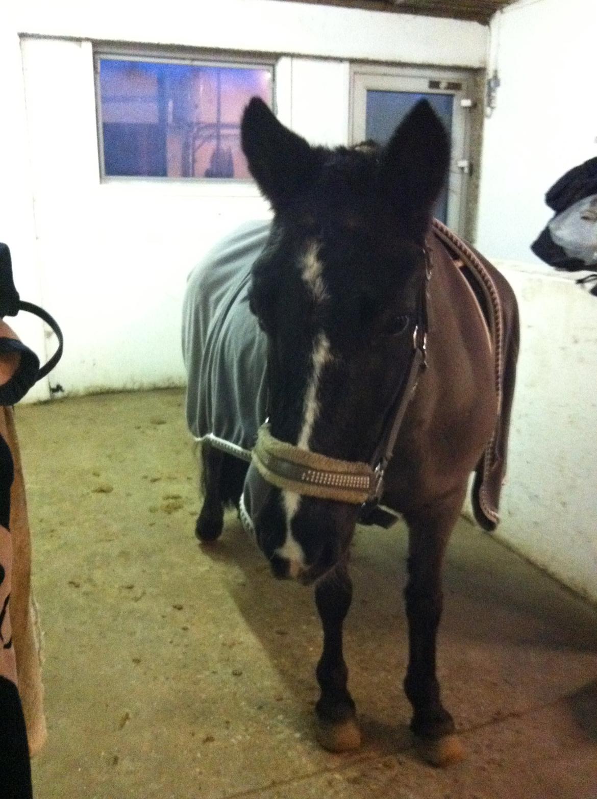 Welsh Mountain (sec A) Naturel Mini - Smukke! billede 14