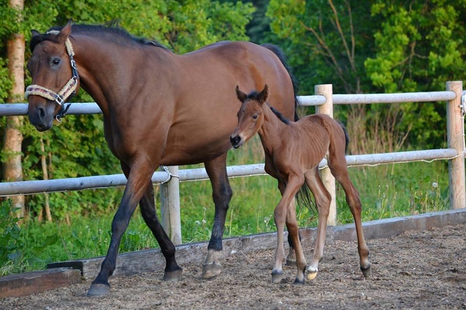 Dansk Varmblod TWINHORS DON'A BALLERINA - Prinsessen på første travtur <3  billede 27