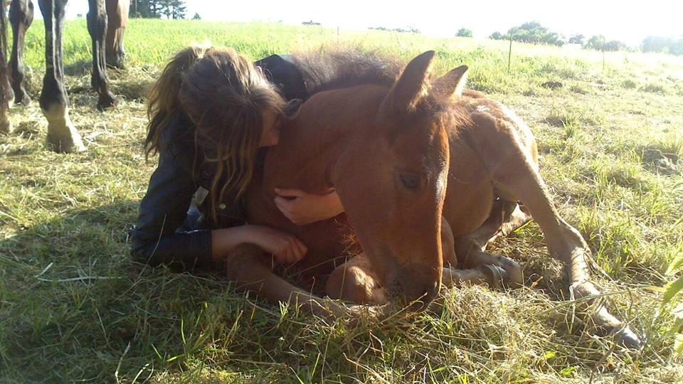 Dansk Varmblod TWINHORS DON'A BALLERINA - Elsker min prinsesse <3 billede 24