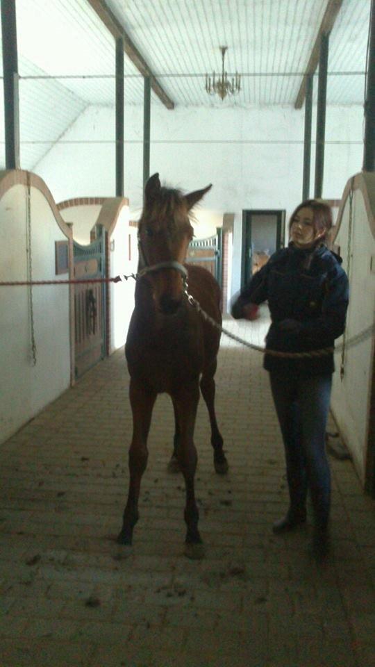 Dansk Varmblod TWINHORS DON'A BALLERINA - Første gang bundet i begge sider <3 en stolt ejer/opdrætter ved siden <3 Så skal der groomes! billede 29