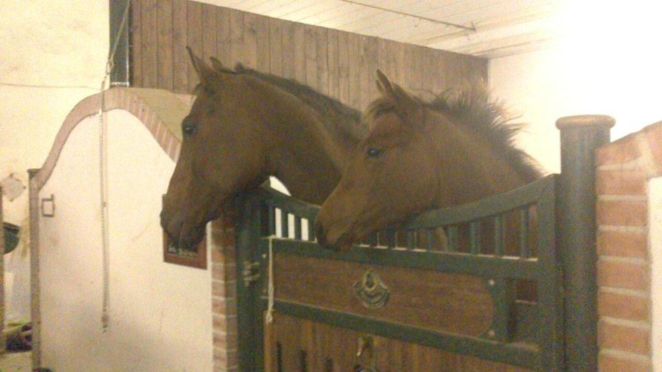 Dansk Varmblod TWINHORS DON'A BALLERINA - Puha, så blev hun for stor. Sidste billede, mens hun boede hos mor <3 billede 30