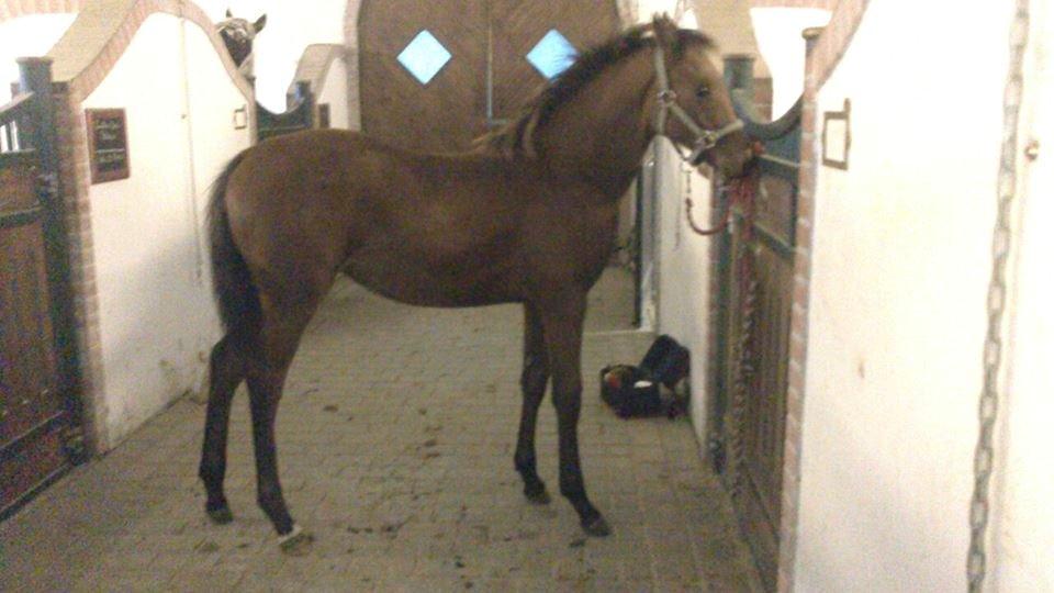 Dansk Varmblod TWINHORS DON'A BALLERINA - Første gang på staldgangen <3 billede 31