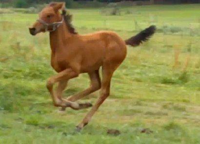 Dansk Varmblod TWINHORS DON'A BALLERINA - Min speedy <3 billede 32