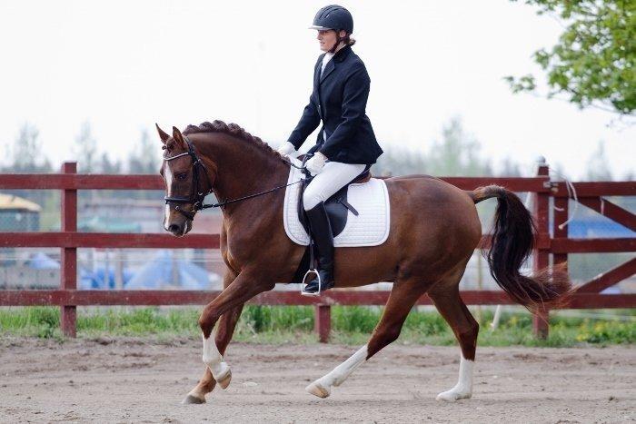 DSP Firhøjs Papillon billede 2