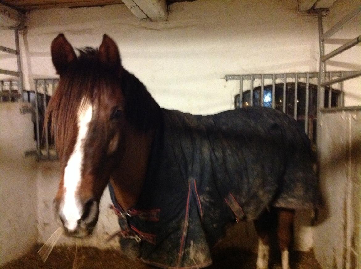 DSP Firhøjs Papillon billede 3