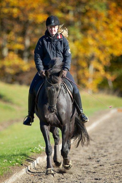 Dansk Varmblod Comtessen billede 24