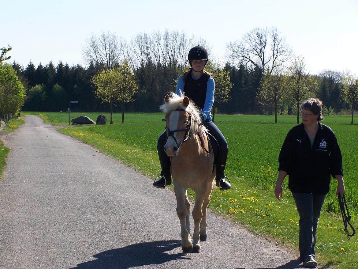 Haflinger Pegas - første gang uden trækker billede 12