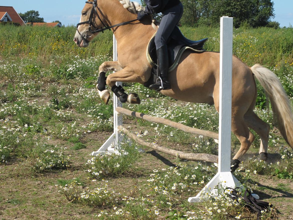 Haflinger Pegas - Første gang han springer med rytter billede 13