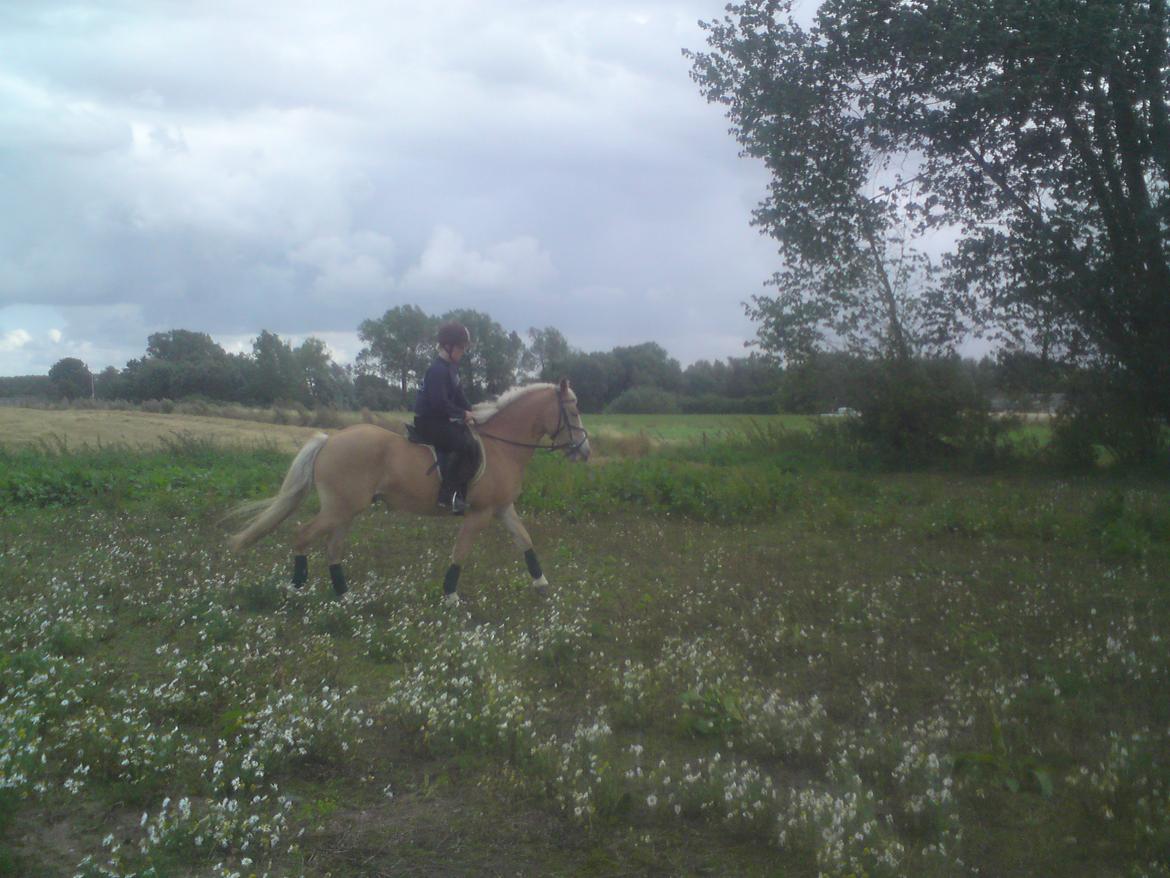 Haflinger Pegas - Ny rytter som prøver at ride ham :) billede 14