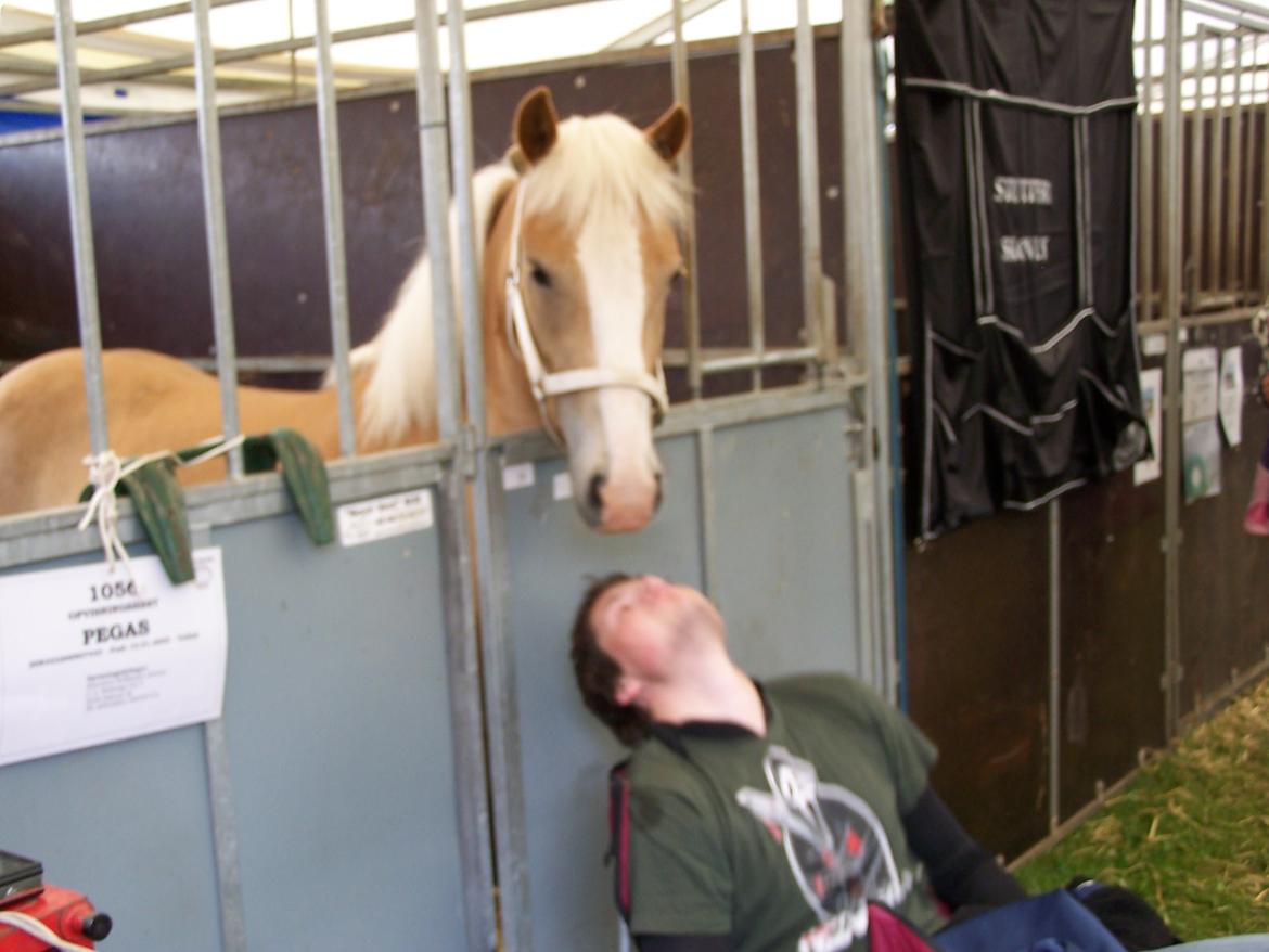 Haflinger Pegas - dyrskuet 2012 billede 15