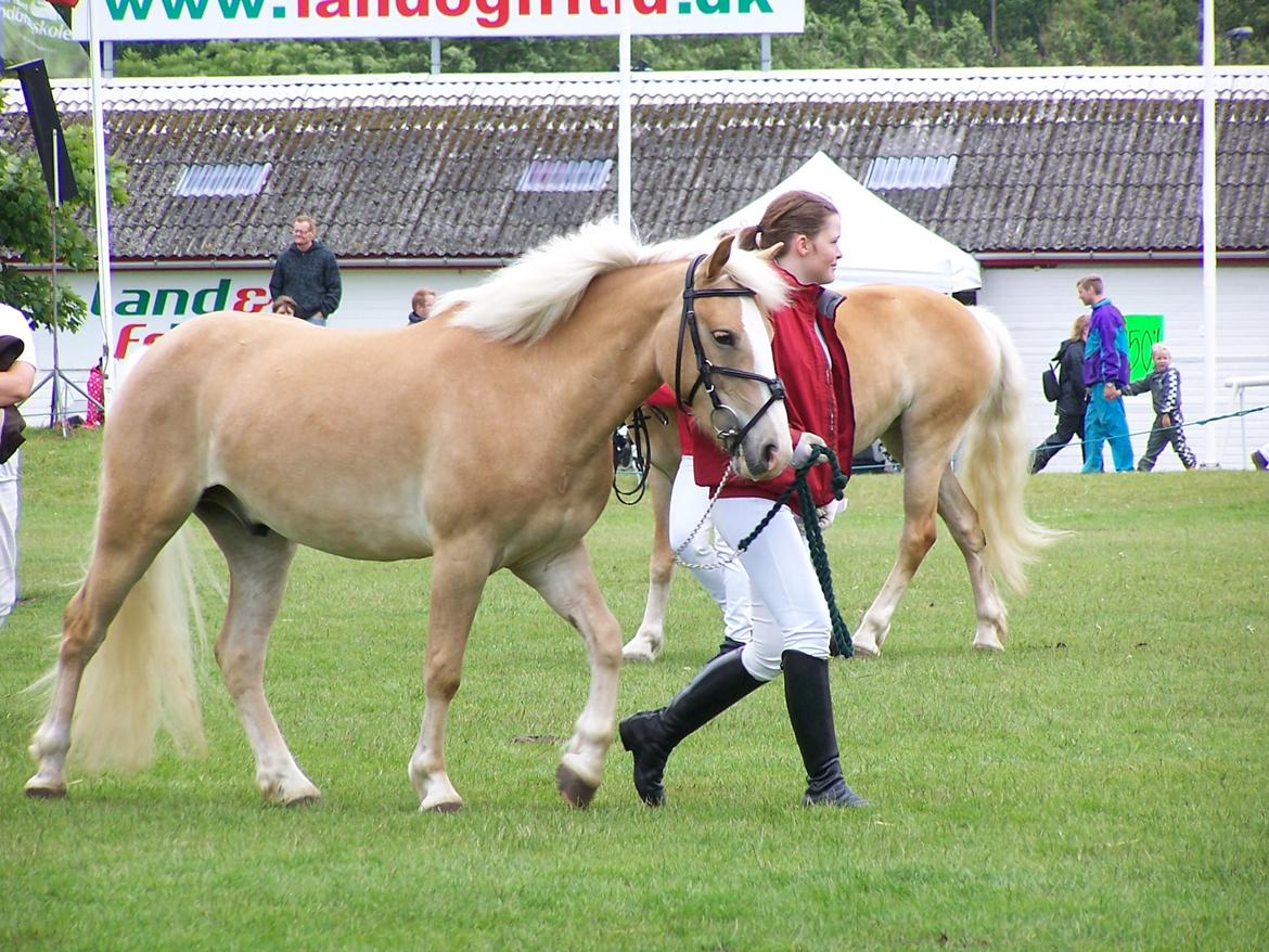 Haflinger Pegas - dyrskuet 2012 billede 16