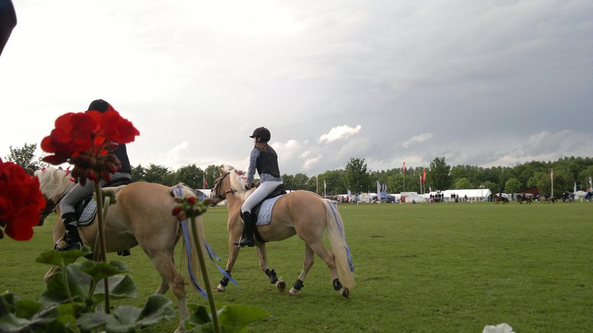 Haflinger Pegas - dyrskuet 2012
Han var så sød at ride derude påtrods af han kun var 3 billede 17