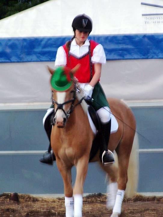 Haflinger Pegas - klar til kvadrille opvisning (han er stadig kun 3 år) billede 18