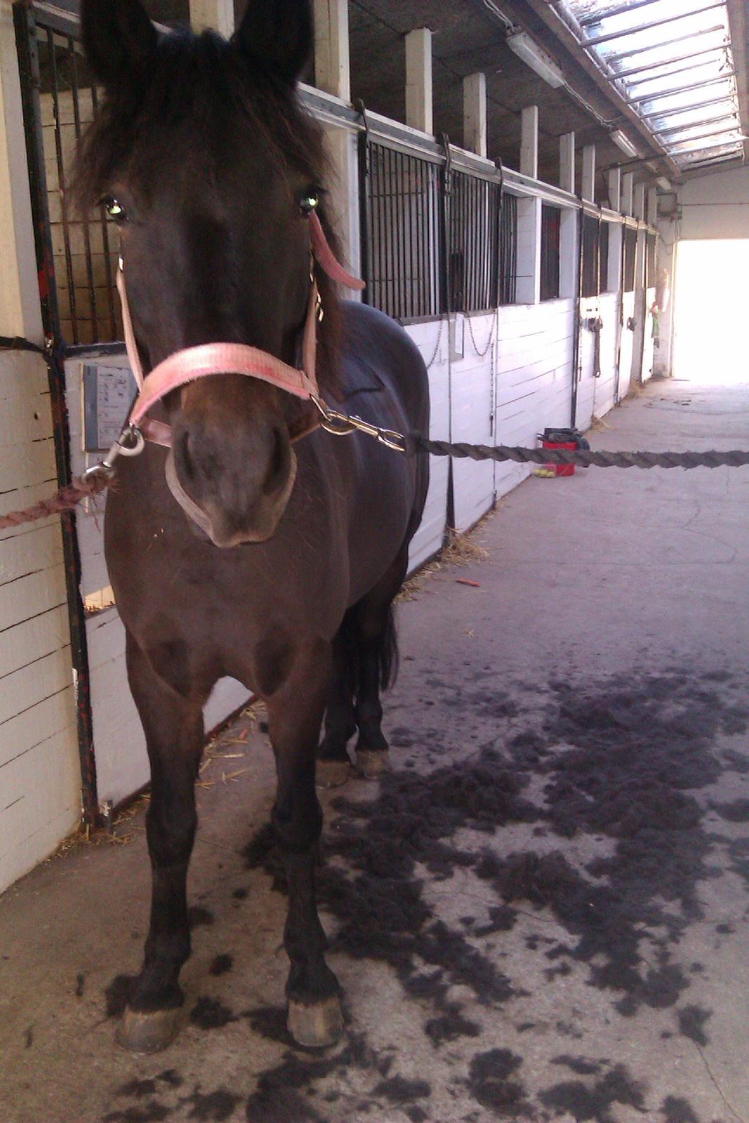 Anden særlig race Magic Malou <3<3 - Så blev hun klippet:-) billede 1