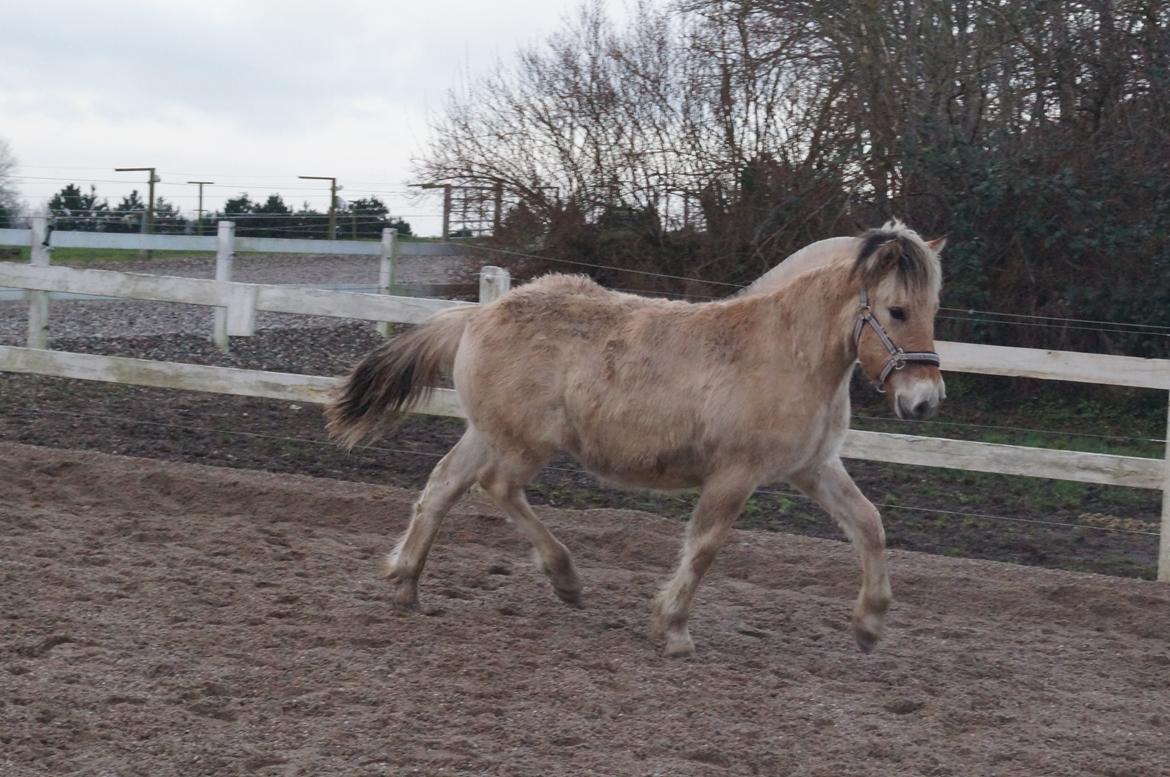 Fjordhest Højgaards Milo - 30/12 2013 billede 36