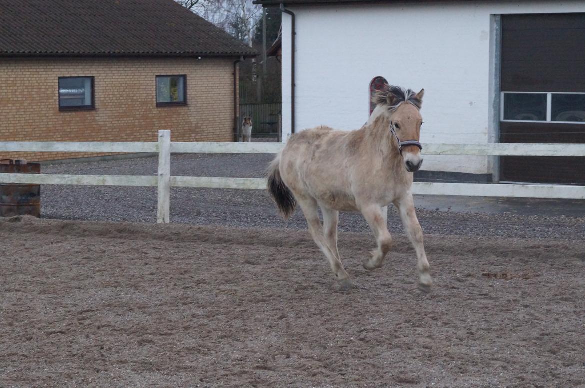 Fjordhest Højgaards Milo - 30/12 2013 billede 37