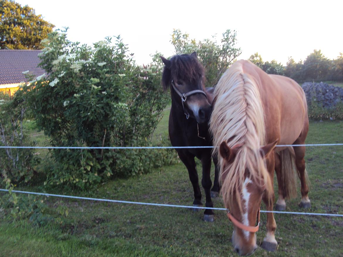 Islænder Kolfaxi fra Midtgaard billede 23