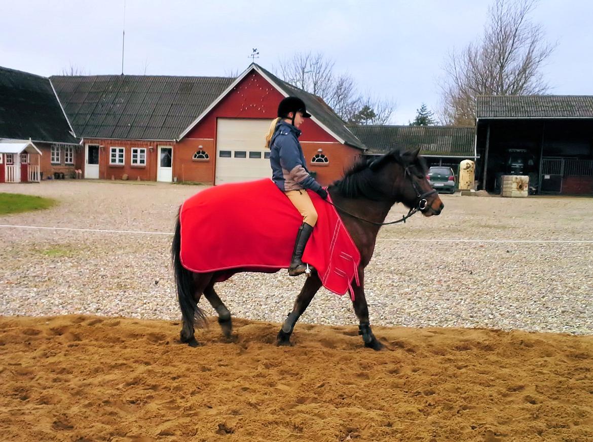 Anden særlig race MUFASJA *FASJA* søsters - Så skridtes der af, med et dejligt tæppe :D Det klæder hende :D billede 18