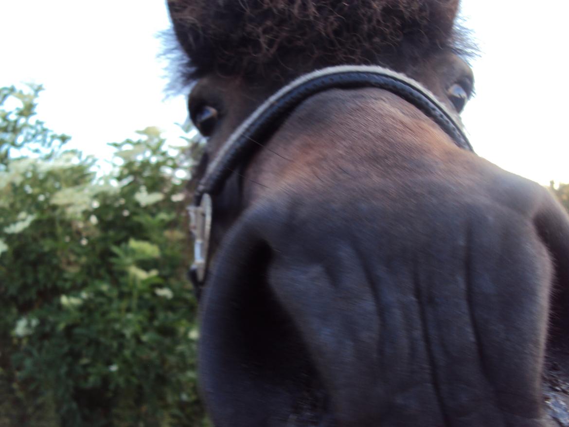 Islænder Kolfaxi fra Midtgaard billede 24