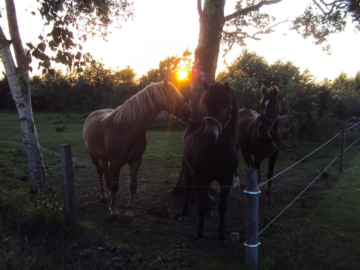 Islænder Kolfaxi fra Midtgaard billede 25