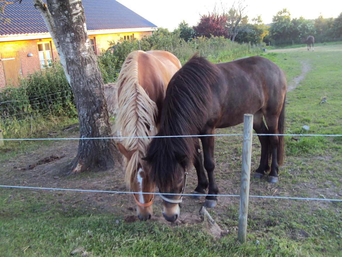 Islænder Kolfaxi fra Midtgaard billede 26