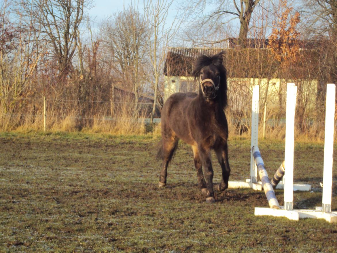 Islænder Kolfaxi fra Midtgaard billede 27