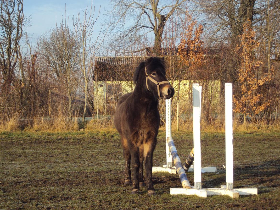 Islænder Kolfaxi fra Midtgaard billede 28
