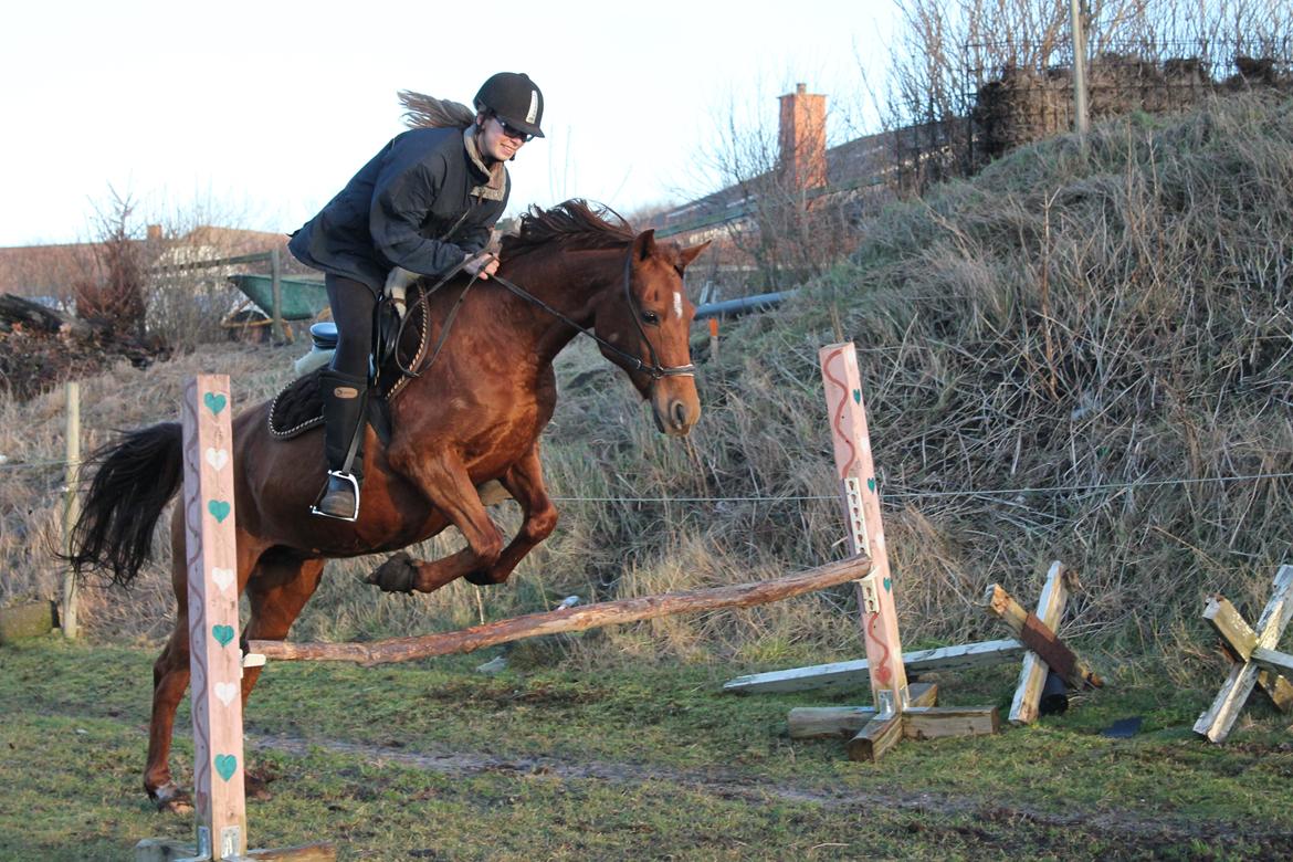 Welsh Partbred (Sec F) Waardhoeve's Ilona *Maggie* billede 11