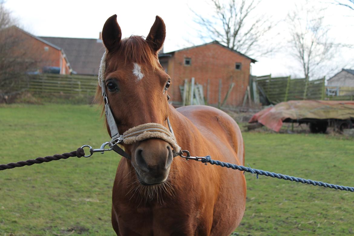 Welsh Partbred (Sec F) Waardhoeve's Ilona *Maggie* billede 9