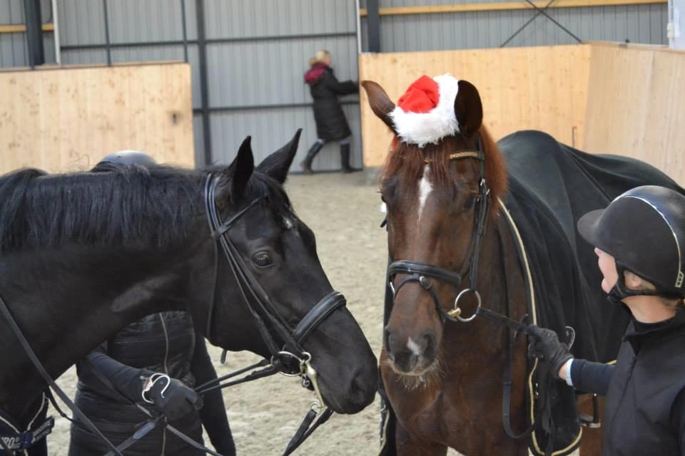 Hannoveraner Pegasus Hollmann - A hest - Julestemning med "brormand" billede 12