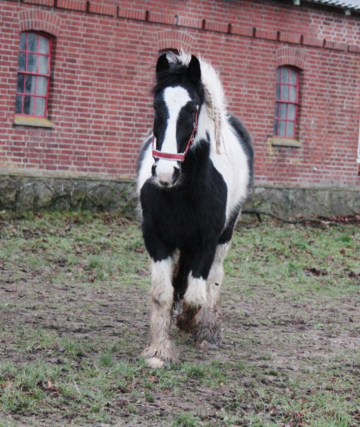 Irish Cob Hauge's Gilroy billede 27