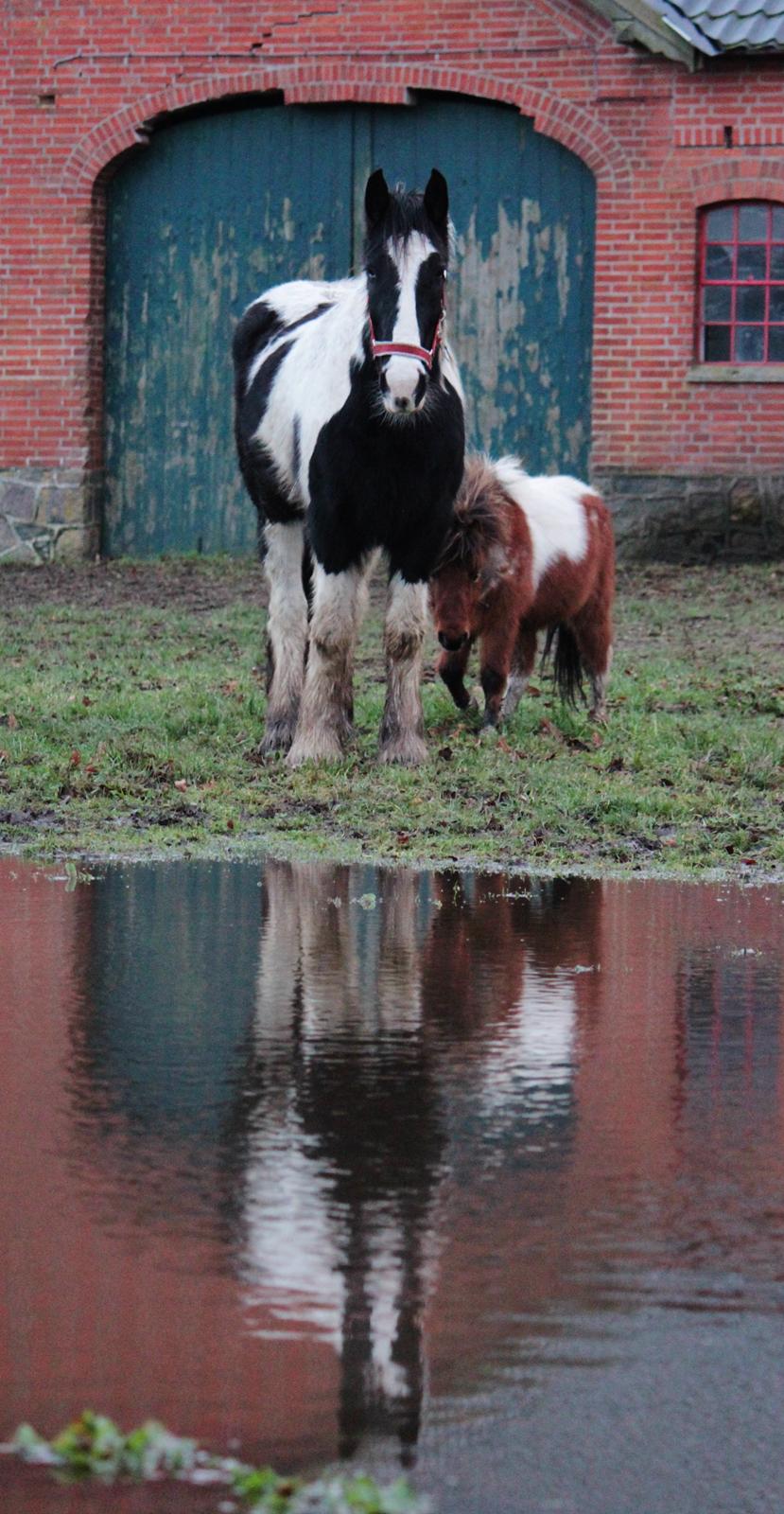 Irish Cob Hauge's Gilroy billede 29