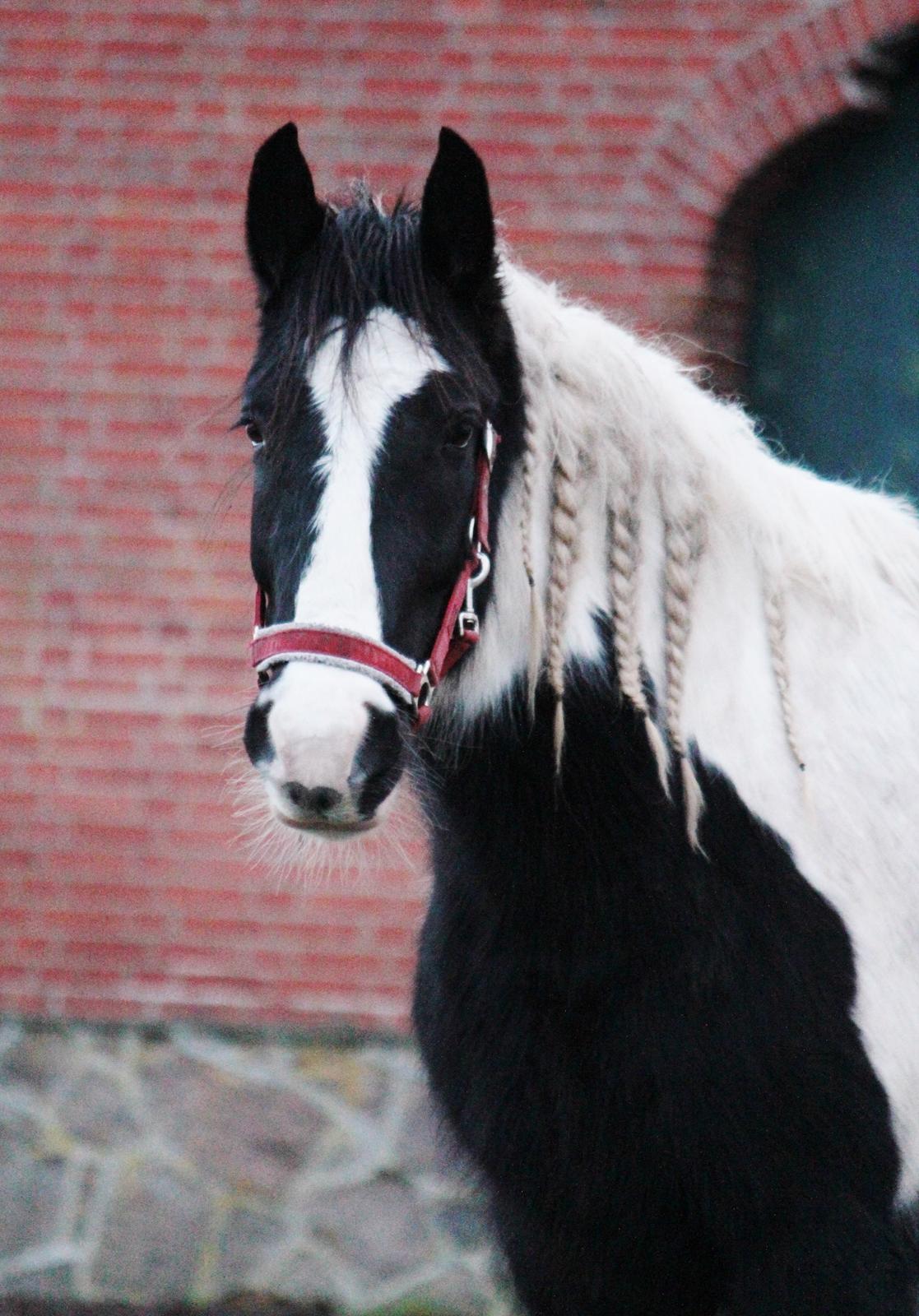 Irish Cob Hauge's Gilroy billede 31