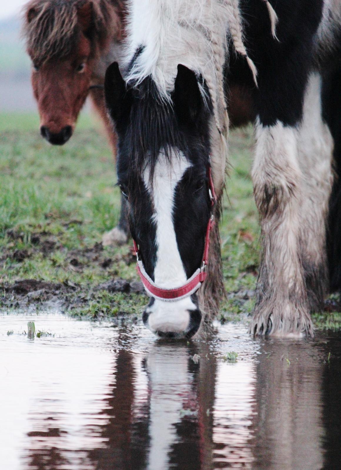 Irish Cob Hauge's Gilroy billede 32