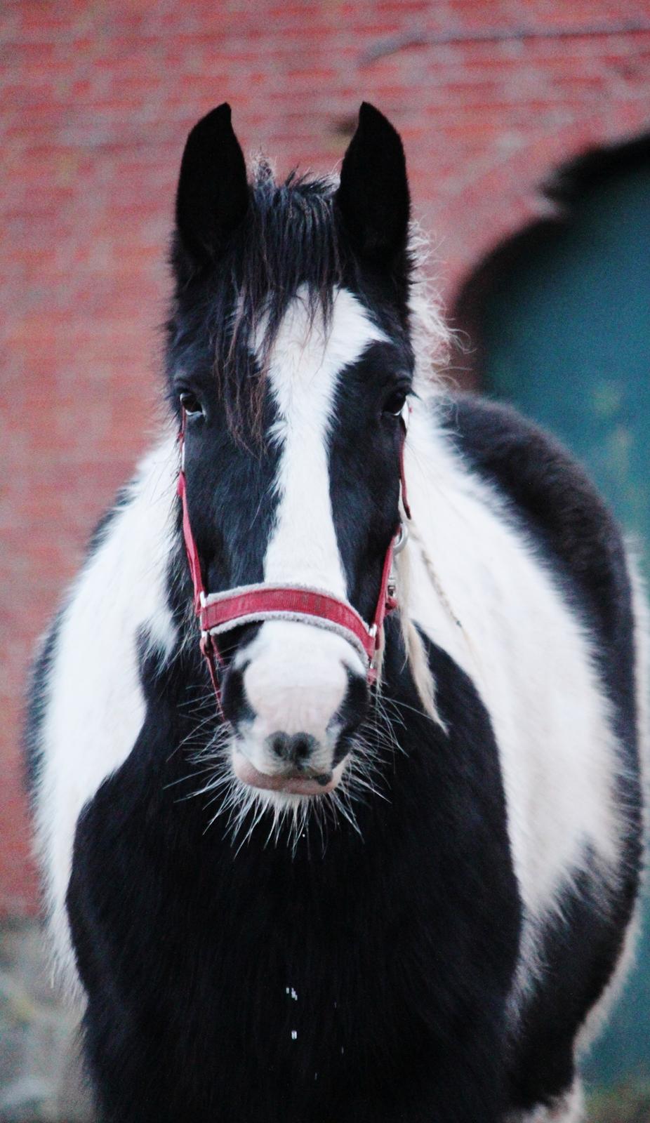 Irish Cob Hauge's Gilroy billede 33