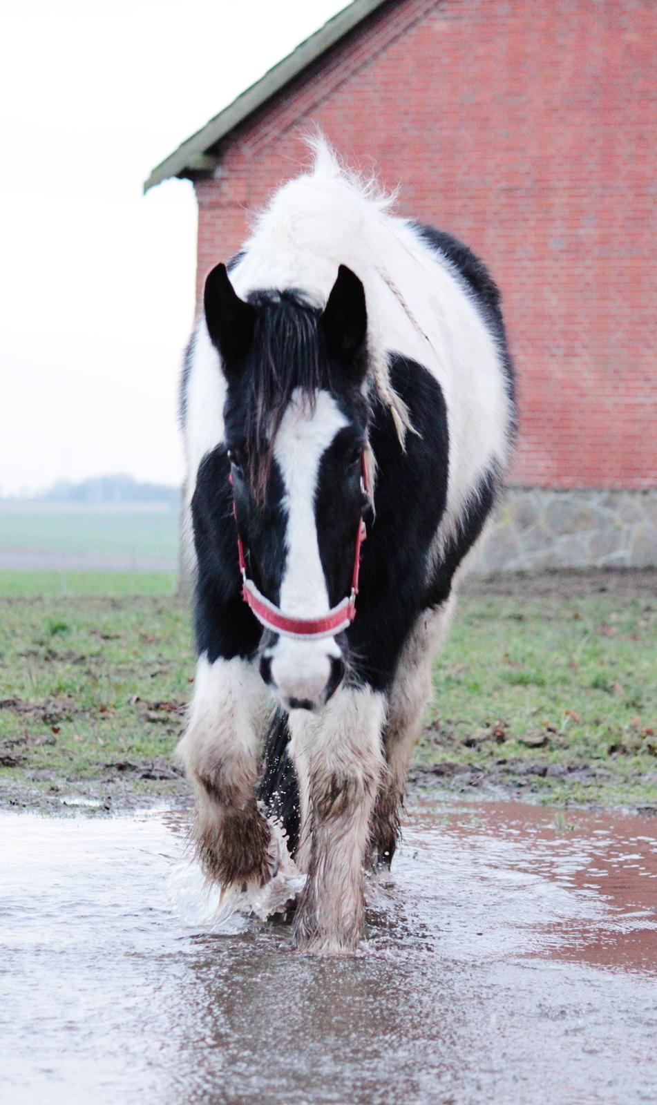 Irish Cob Hauge's Gilroy billede 36