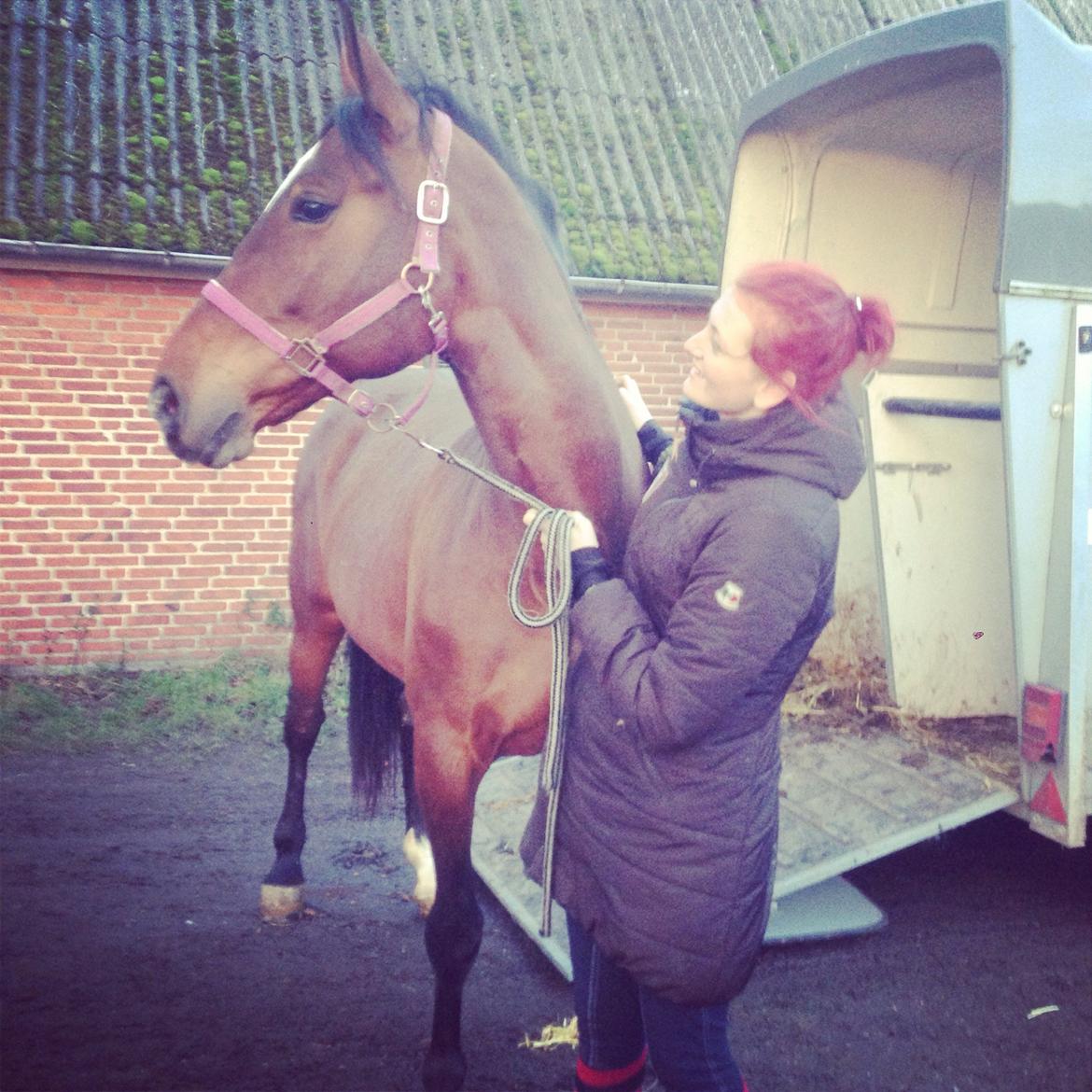 Ungarnsk Varmblod  Lili - Lige kommet ud af traileren, og nu parat til at se sit nye hjem <3 billede 3