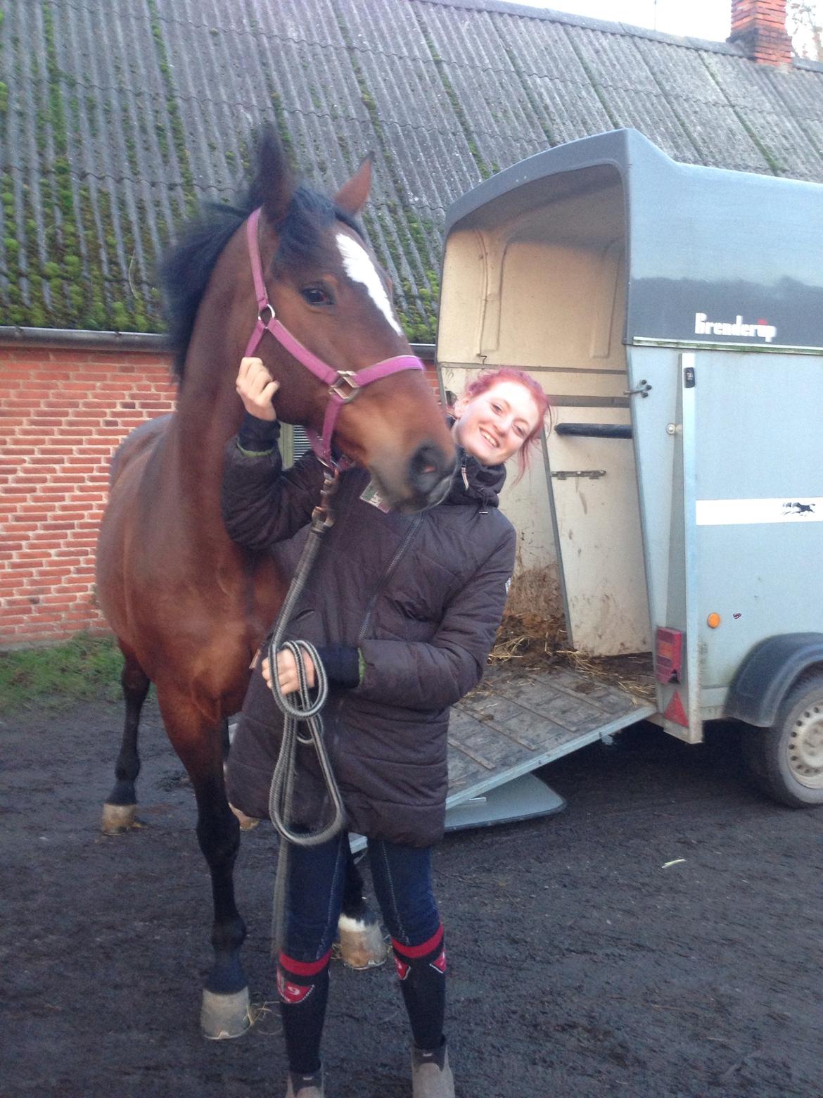 Ungarnsk Varmblod  Lili - Lige kommet ud af traileren, og nu parat til at se sit nye hjem <3 billede 11