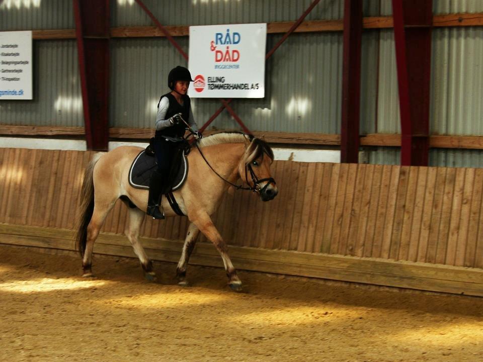 Fjordhest Conrad <3Aflivet<3 - Traver affff! billede 3
