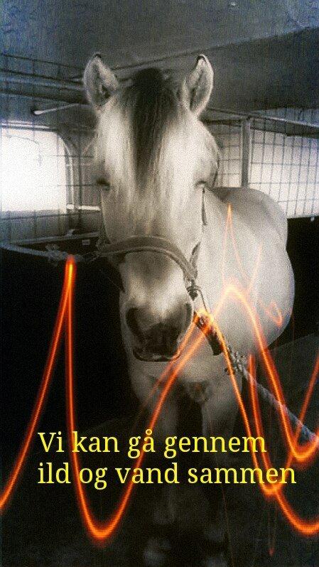 Fjordhest Conrad <3Aflivet<3 billede 4