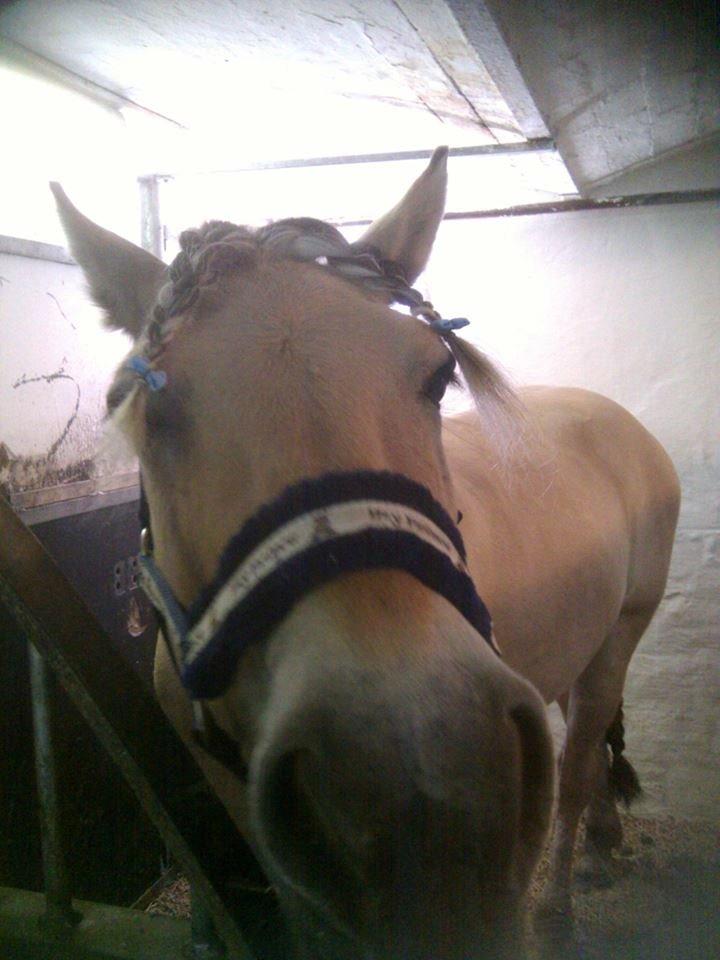 Fjordhest Conrad <3Aflivet<3 - Ridelejr 2013 ;-) Fletningeeer billede 6