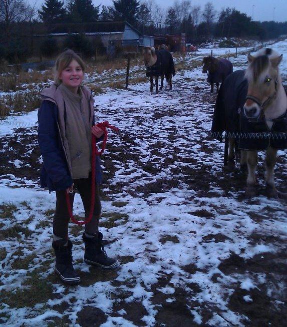 Fjordhest Conrad <3Aflivet<3 - Old, but gold billede 8