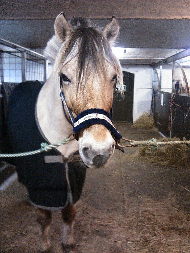 Fjordhest Conrad <3Aflivet<3 - Jagt 2013 billede 10