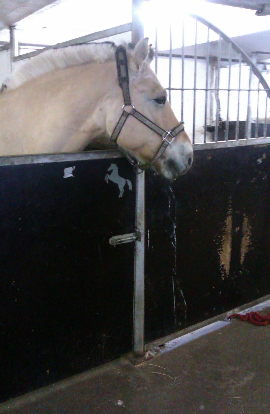 Fjordhest Conrad <3Aflivet<3 billede 12