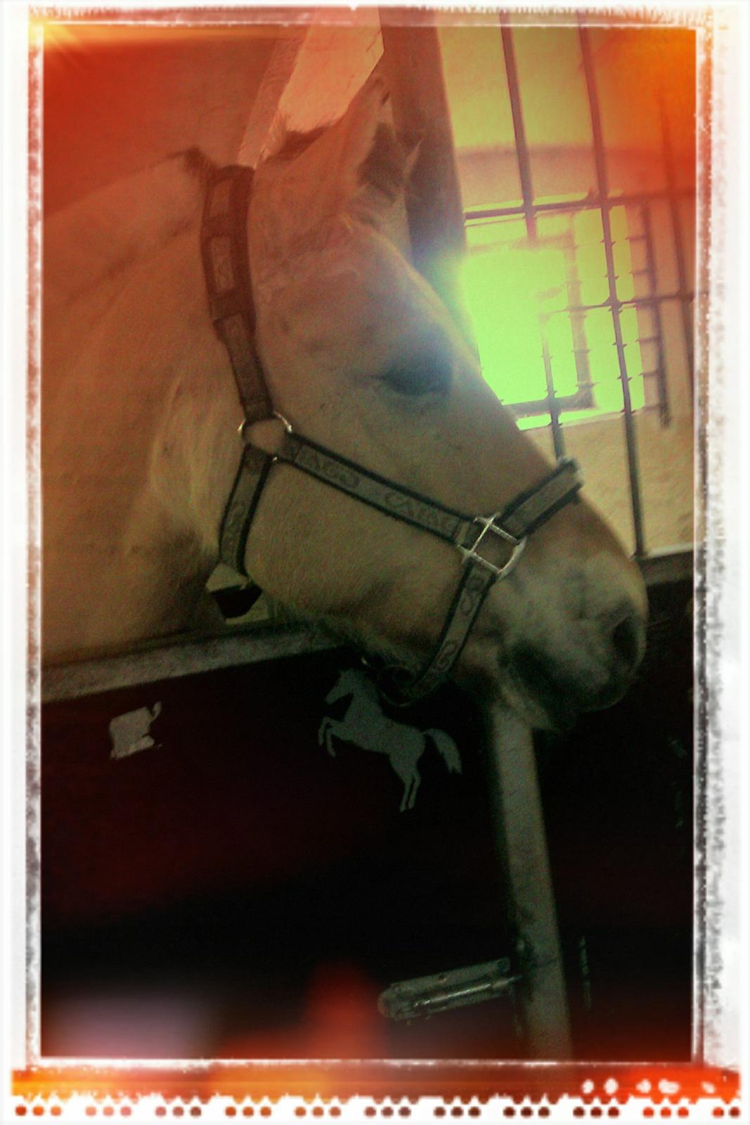 Fjordhest Conrad <3Aflivet<3 - I love you more than this! <3 billede 14