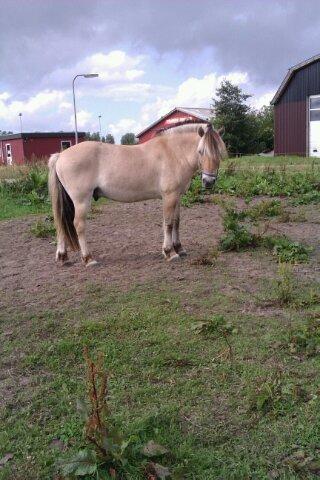 Fjordhest Conrad <3Aflivet<3 billede 15