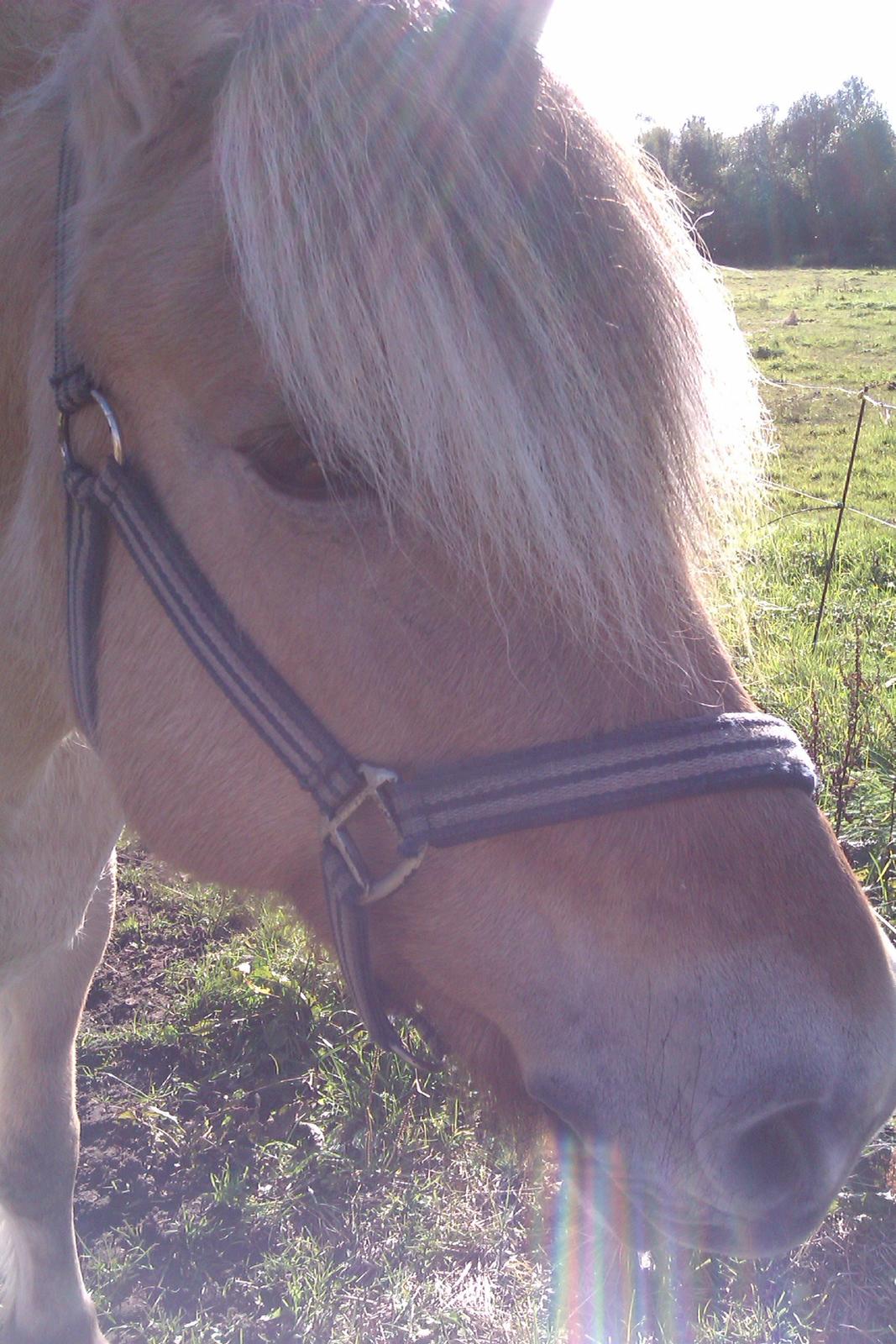 Fjordhest Conrad <3Aflivet<3 billede 16