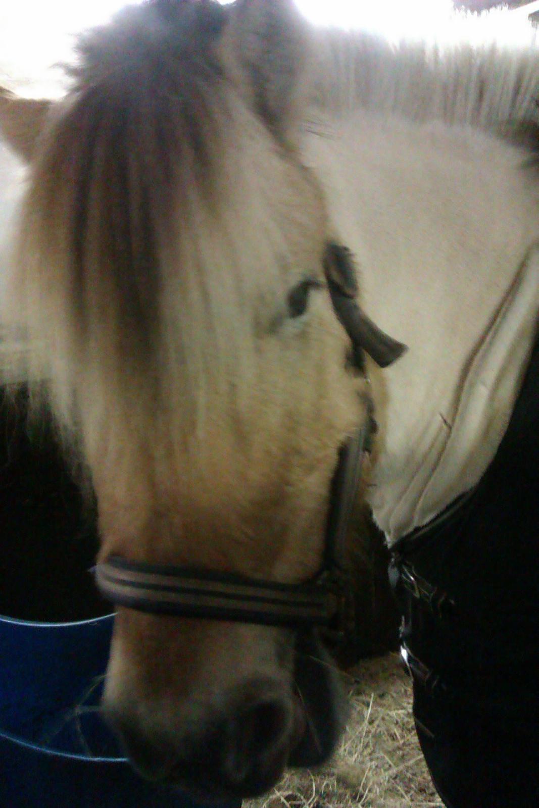 Fjordhest Conrad <3Aflivet<3 billede 17