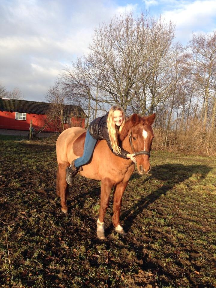 Anden særlig race Cody. billede 6