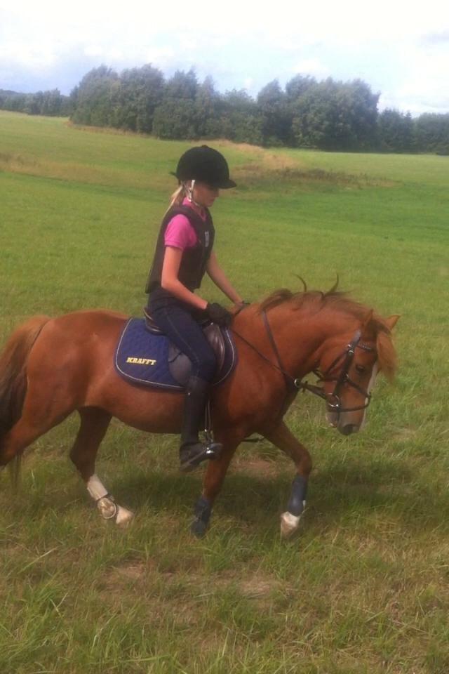 Tysk Sportspony Ellekjærgård's Angel - marken i sommers:)) grim ridehjelm... billede 8